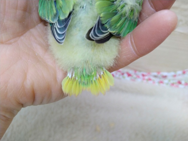 コザクラインコ（小桜インコ）