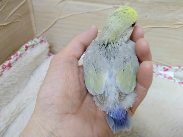 コザクラインコ（小桜インコ）