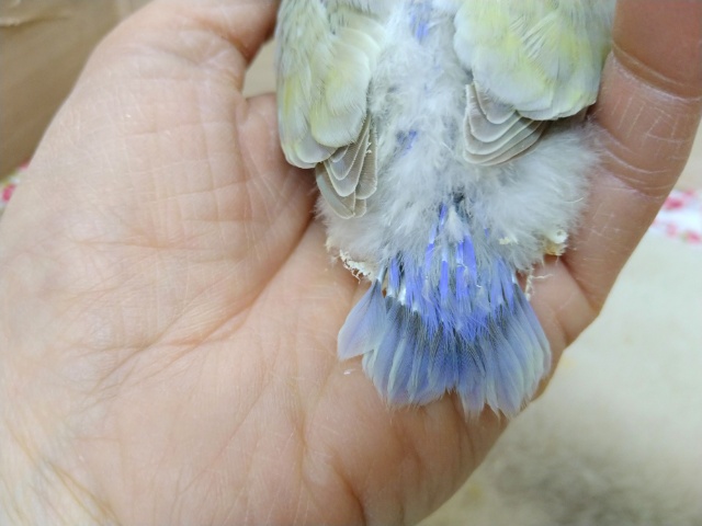 コザクラインコ（小桜インコ）