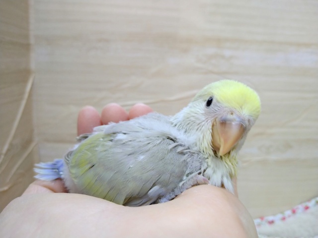 コザクラインコ（小桜インコ）