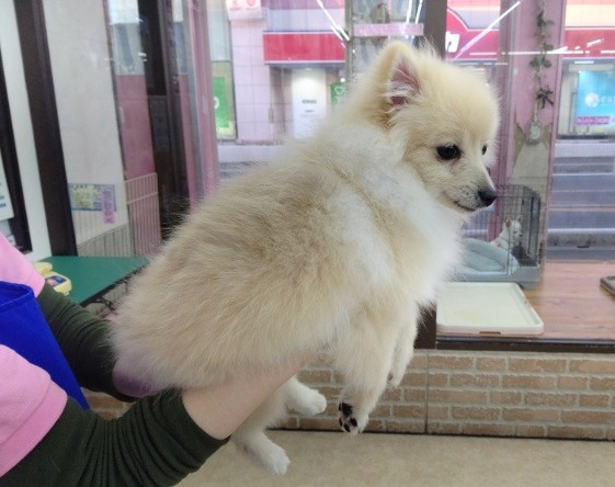 ポメラニアン