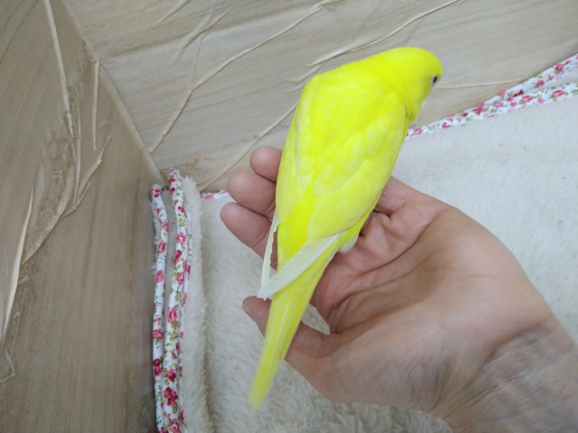セキセイインコ