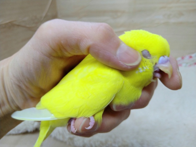 セキセイインコ