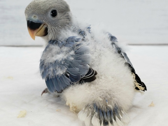 コザクラインコ（小桜インコ）