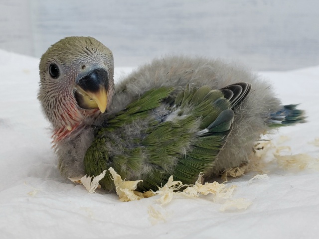 コザクラインコ（小桜インコ）