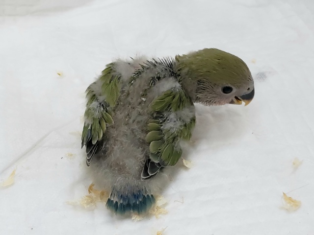 コザクラインコ（小桜インコ）