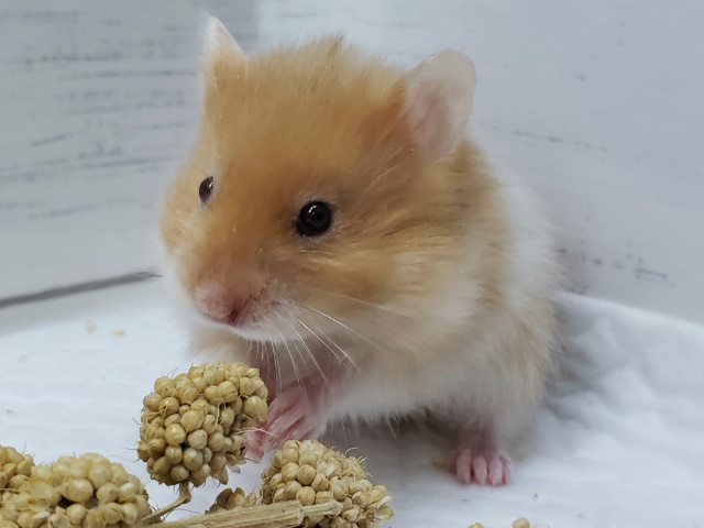 ゴールデンハムスター
