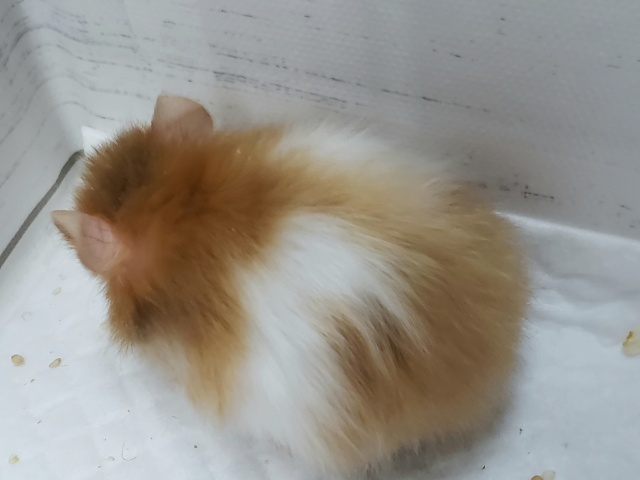 ゴールデンハムスター