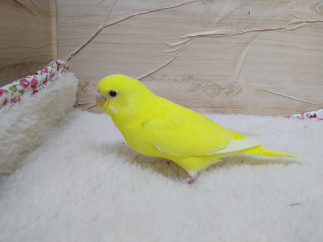 セキセイインコ