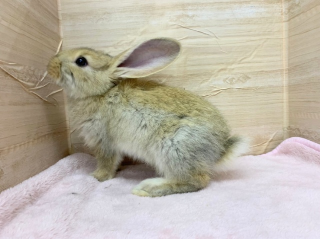 フレミッシュジャイアント