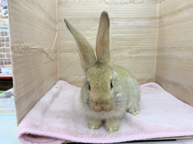 フレミッシュジャイアント