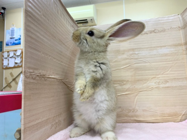 フレミッシュジャイアント