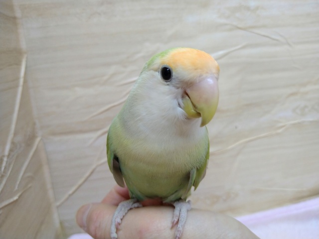 コザクラインコ（小桜インコ）
