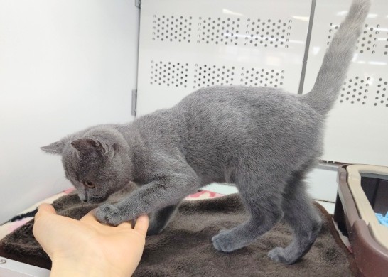 ブリティッシュショートヘア