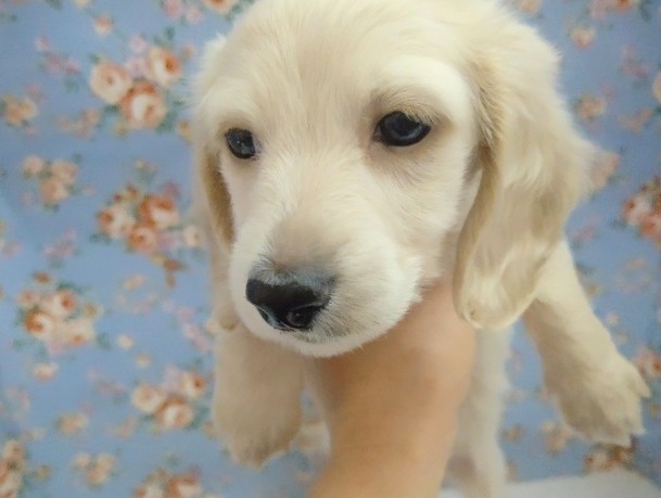 ミニチュアダックス