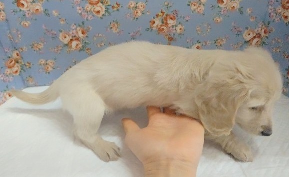 ミニチュアダックス