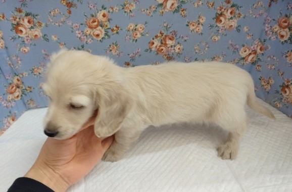 ミニチュアダックス