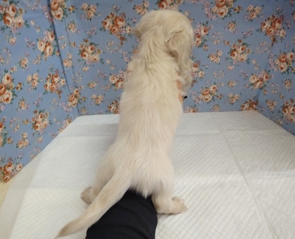 ミニチュアダックス