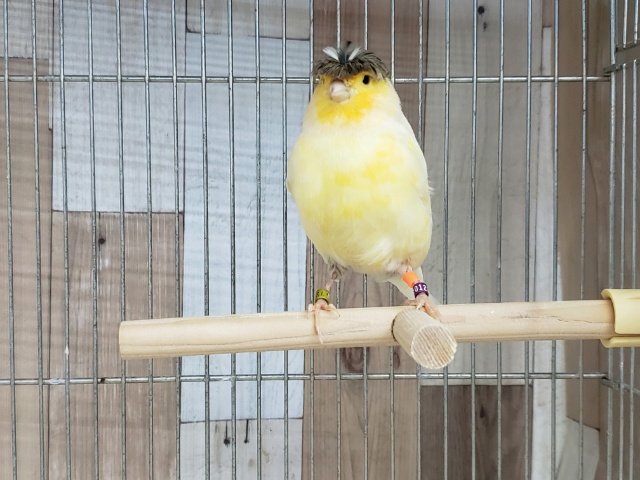 グロスターカナリア