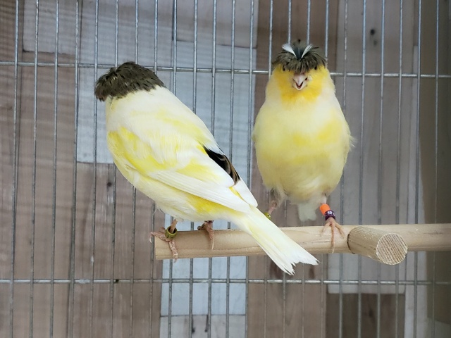 グロスターカナリア