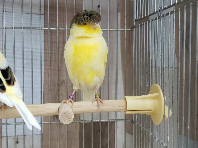 グロスターカナリア