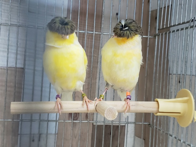 グロスターカナリア