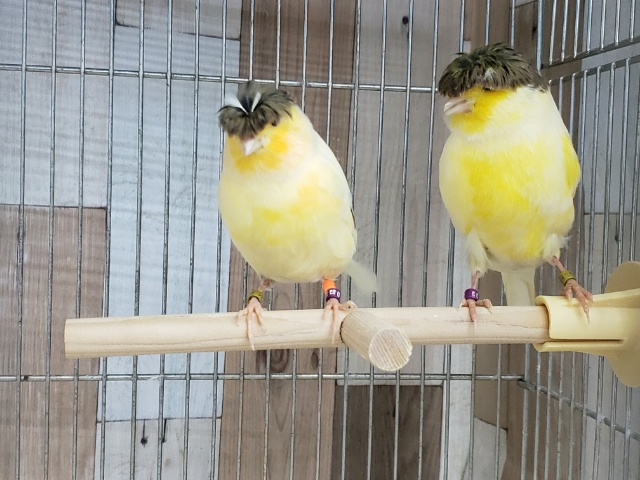 グロスターカナリア