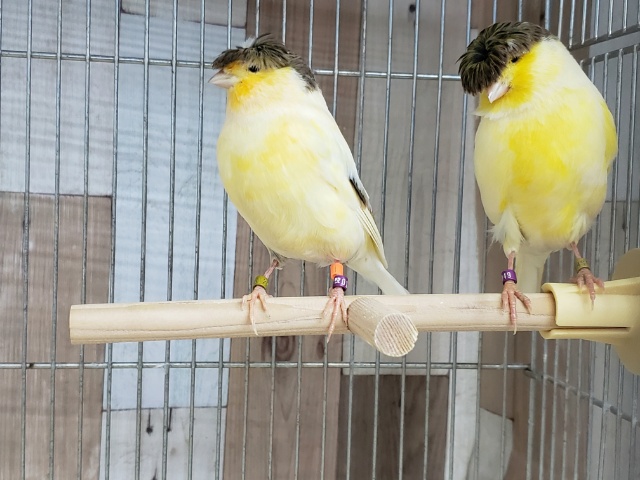 グロスターカナリア