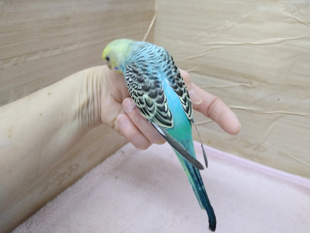 セキセイインコ