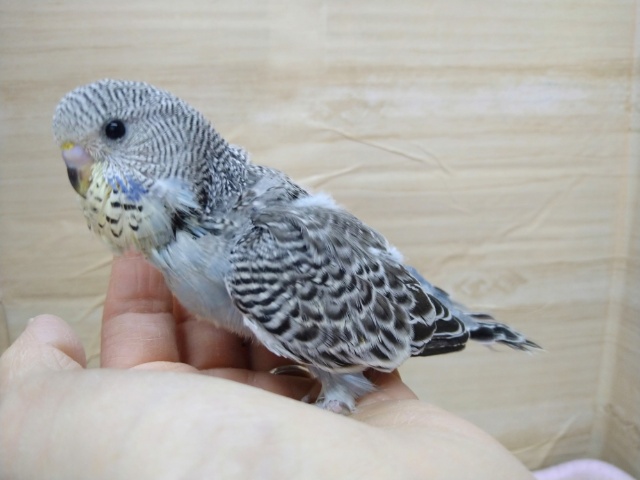 ジャンボセキセイインコ