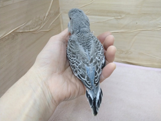 ジャンボセキセイインコ