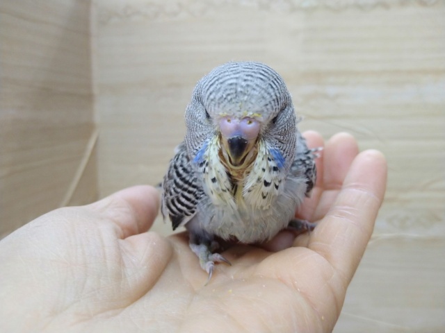 ジャンボセキセイインコ