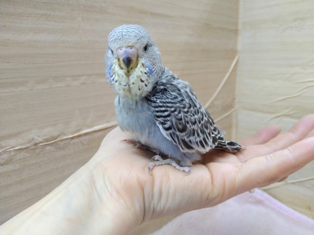 ジャンボセキセイインコ