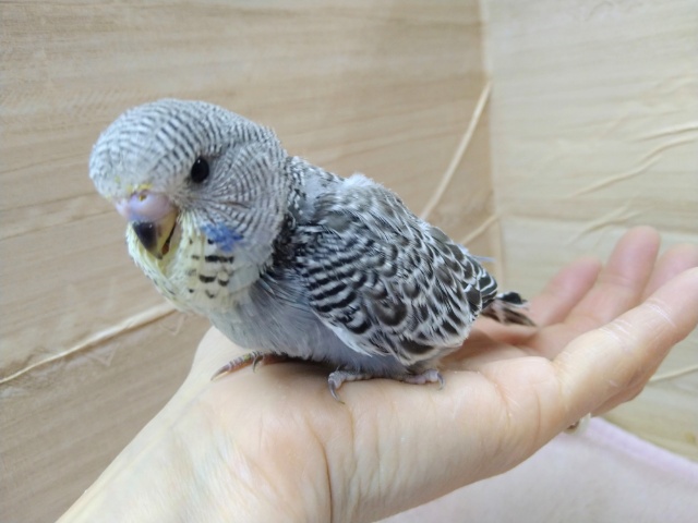 ジャンボセキセイインコ