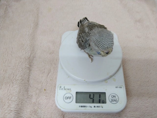 ジャンボセキセイインコ