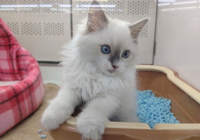 美人さん!ラグドール(ブルーポイントミテッド) 女の子♪ ラグドール