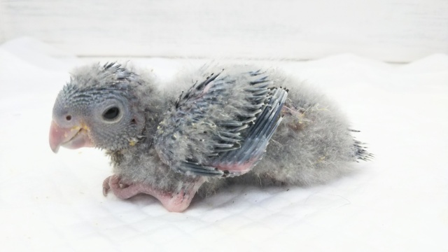 サザナミインコ