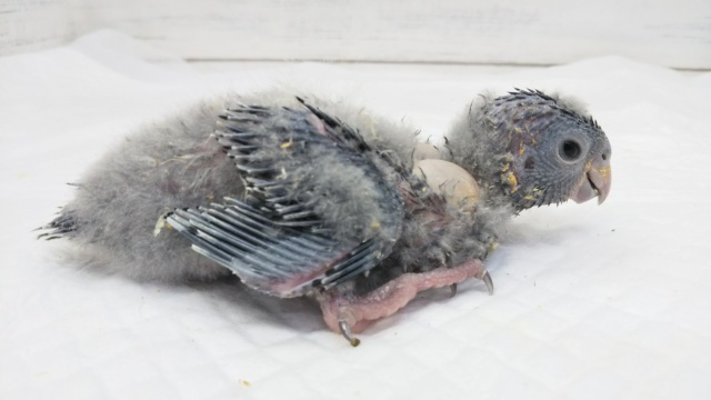 サザナミインコ