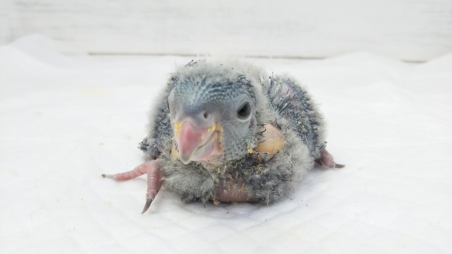 サザナミインコ