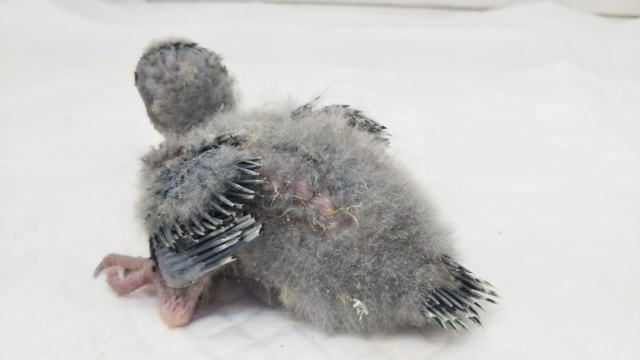 サザナミインコ