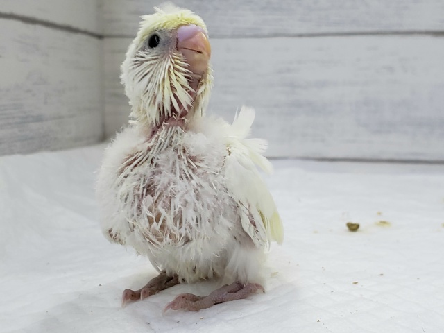 羽衣セキセイインコ