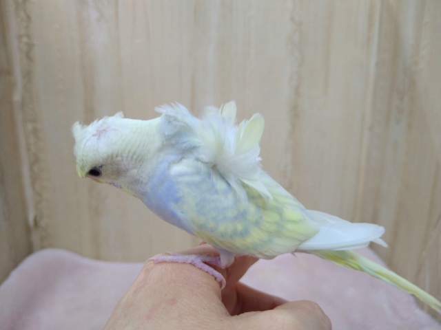 かなり美形!な羽衣セキセイの「コロモちゃん」いますよ〜 羽衣セキセイインコ