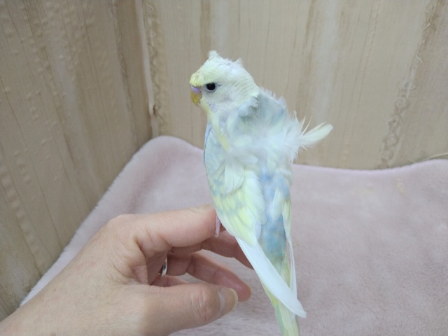 かなり美形!な羽衣セキセイの「コロモちゃん」いますよ〜 羽衣セキセイインコ