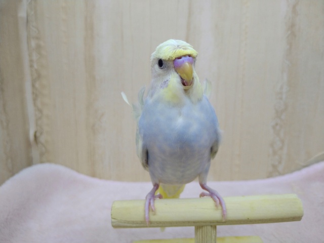 かなり美形!な羽衣セキセイの「コロモちゃん」いますよ〜 羽衣セキセイインコ