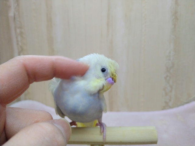 かなり美形!な羽衣セキセイの「コロモちゃん」いますよ〜 羽衣セキセイインコ