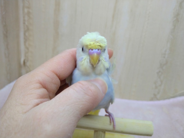 かなり美形!な羽衣セキセイの「コロモちゃん」いますよ〜 羽衣セキセイインコ