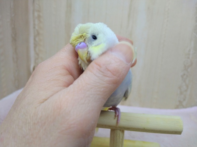 かなり美形!な羽衣セキセイの「コロモちゃん」いますよ〜 羽衣セキセイインコ