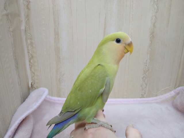 コザクラインコ（小桜インコ）
