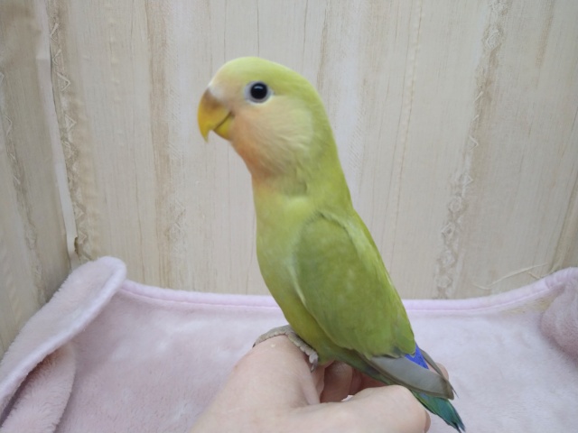 コザクラインコ（小桜インコ）