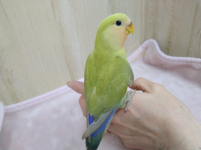 コザクラインコ（小桜インコ）